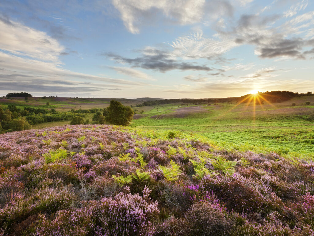 A large open field with flowers and grass with the sun shining on the horizon.