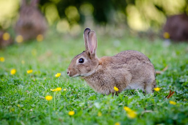 bunny on grass