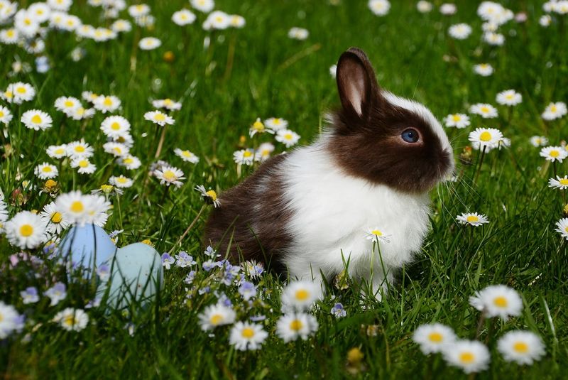 Easter eggs and bunny on grass with flowers